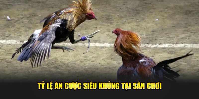 Tỷ lệ ăn cược siêu khủng tại sân chơi