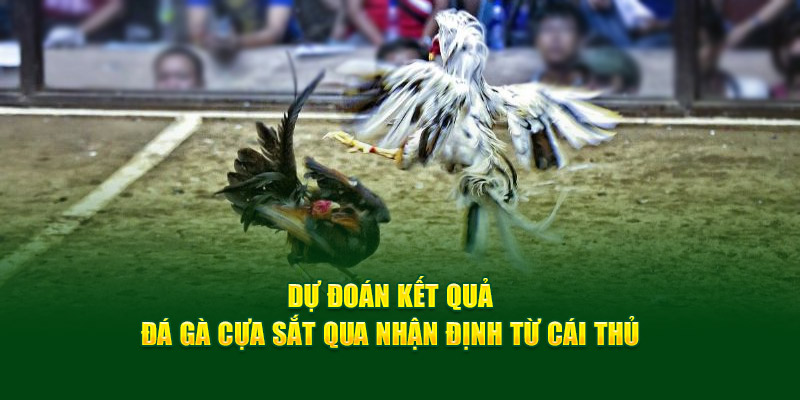 Dự đoán kết quả đá gà cựa sắt qua nhận định từ cái thủ 