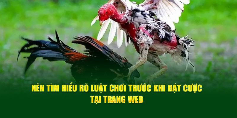 Nên tìm hiểu rõ luật chơi trước khi đặt cược tại trang web  